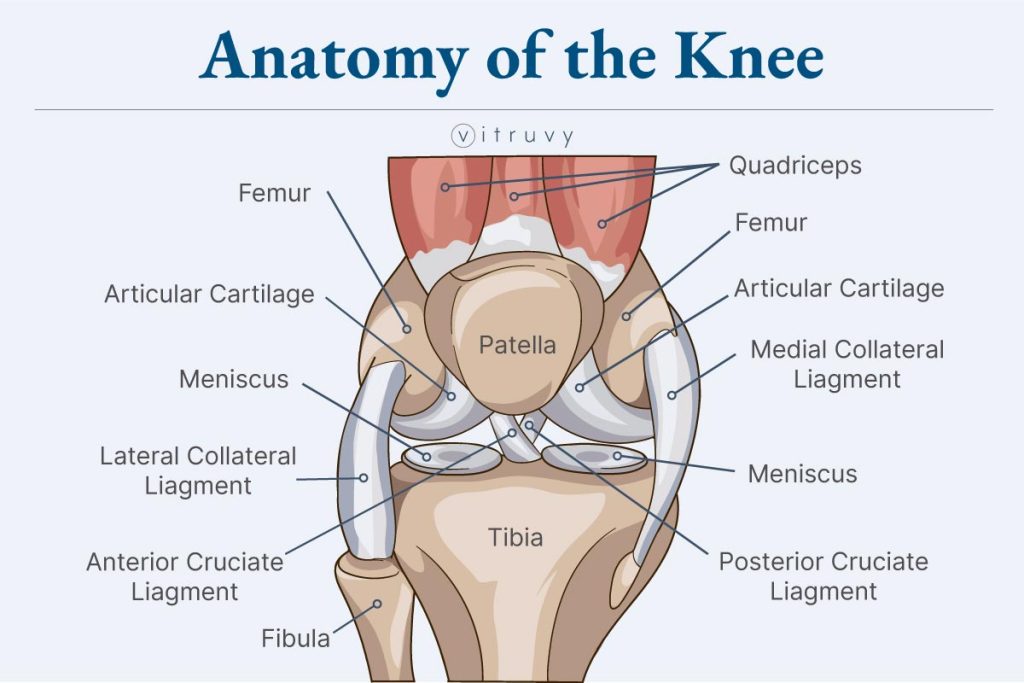 medical illustration of anatomy of the knee